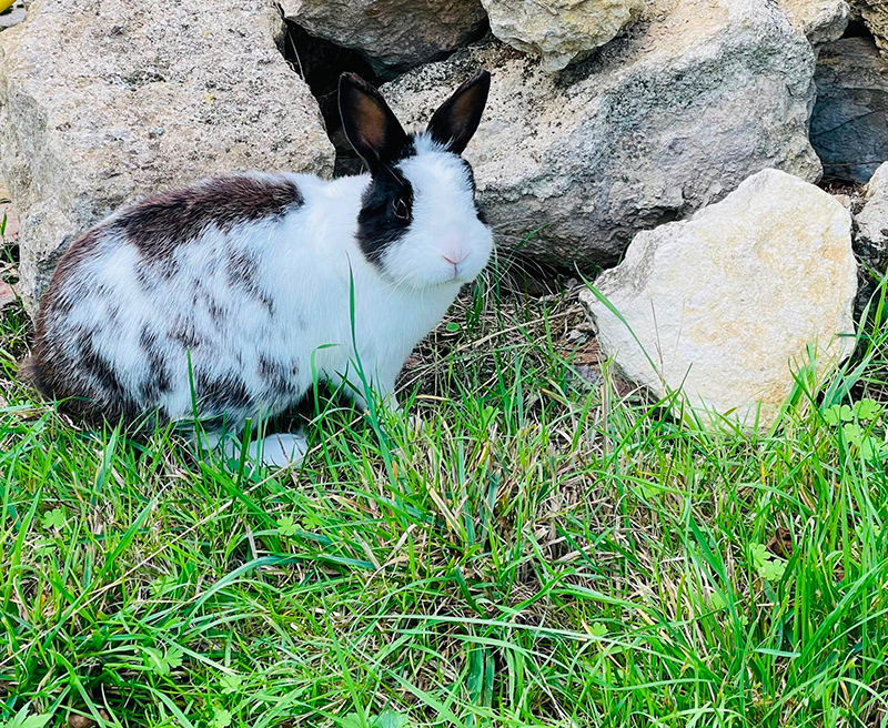 Jean-Paul le lapin du jardin